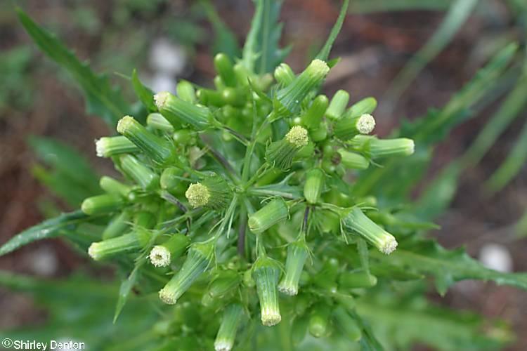 Erechtites Hieracifolia