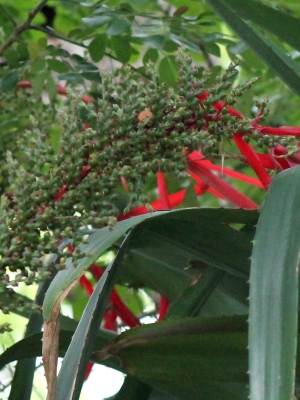 Aechmea bracteata