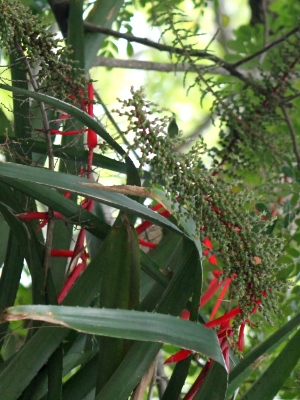 Aechmea bracteata