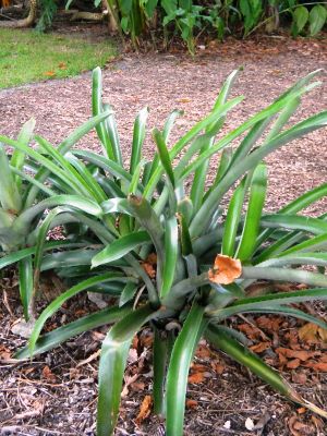 Aechmea bracteata