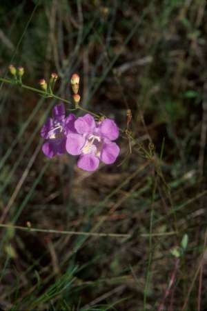 Agalinis fasciculata