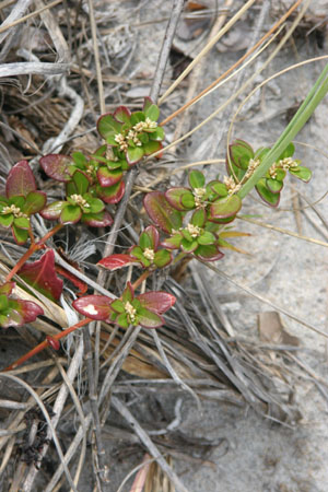 Alternanthera maritima