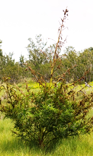 Amaranthus australis