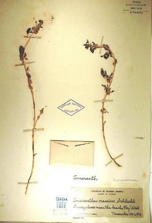 Amaranthus crassipes