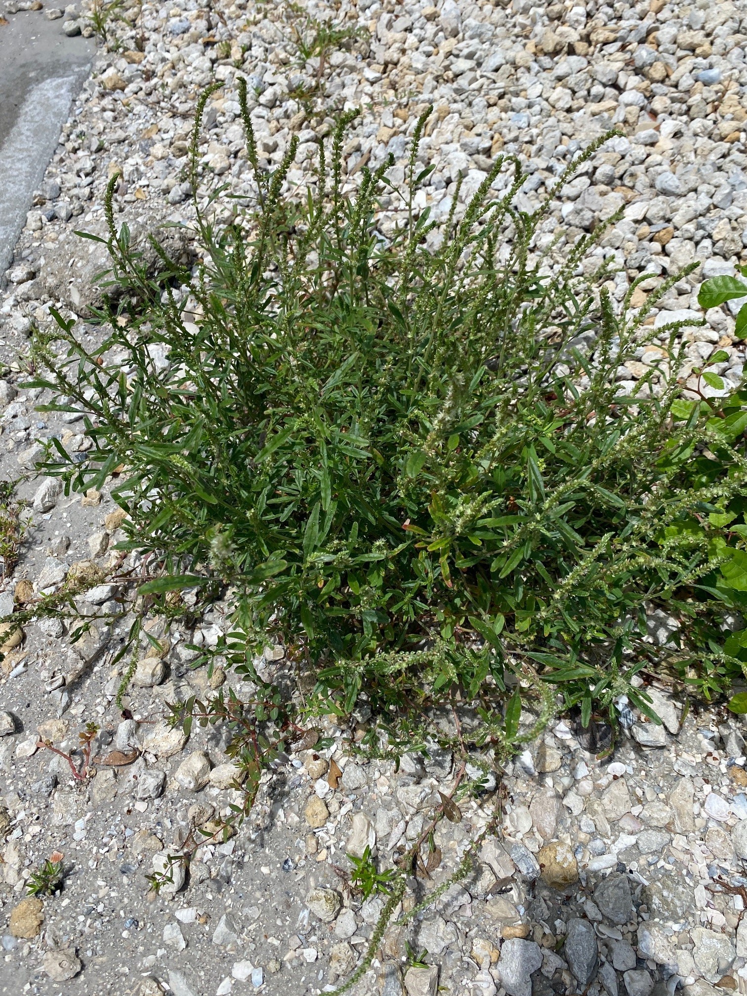 Amaranthus floridanus