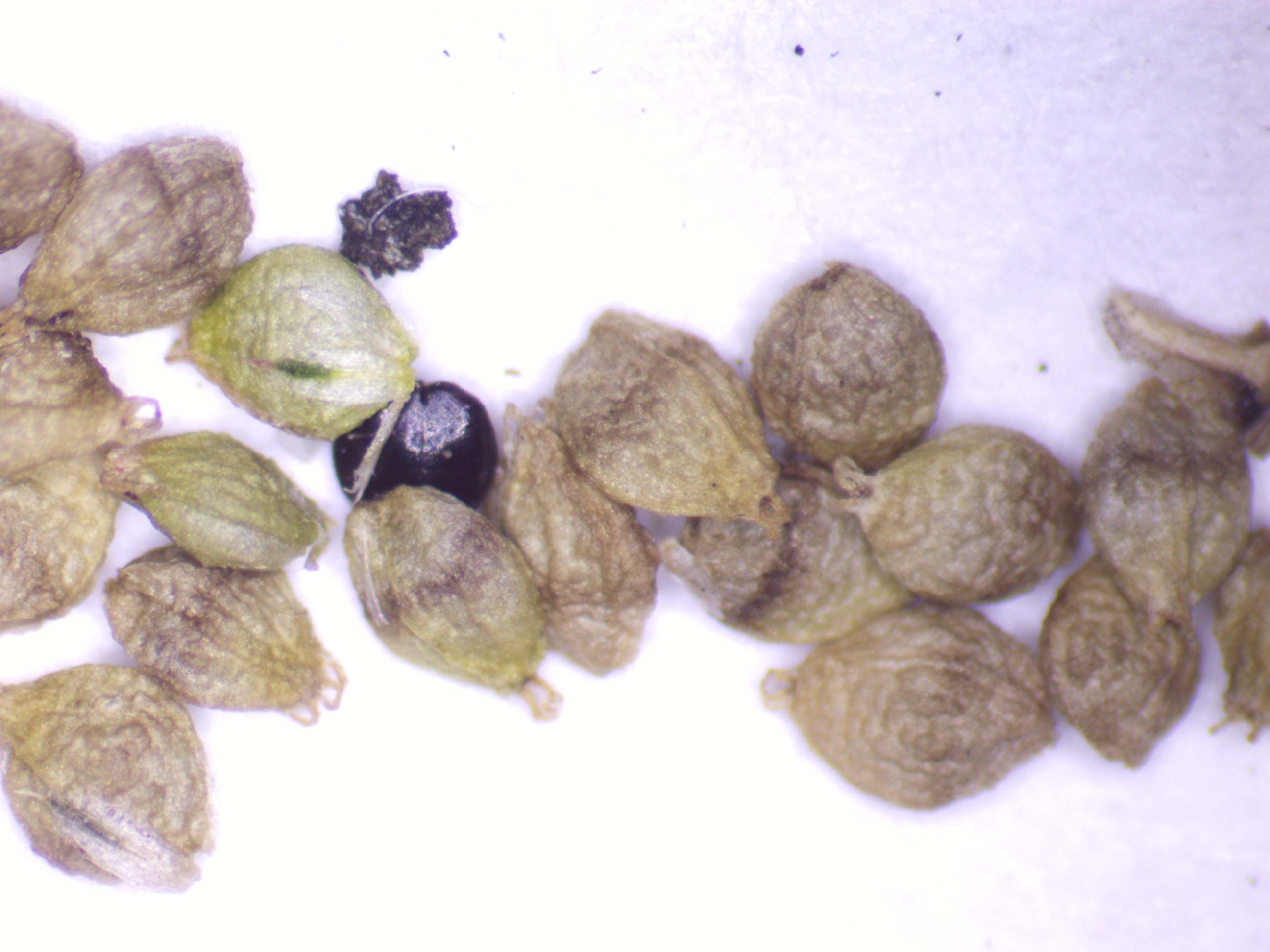 Amaranthus floridanus