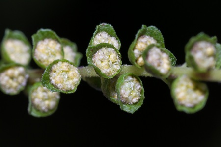 Ambrosia artemisiifolia