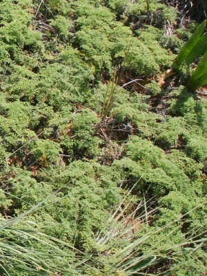 Ambrosia hispida