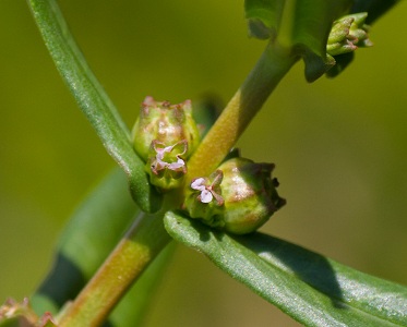 Ammannia latifolia