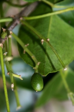 Amyris balsamifera