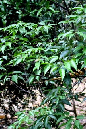 Amyris balsamifera