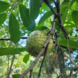 Annona montana