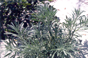 Tournefortia gnaphalodes