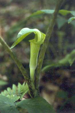 Arisaema triphyllum