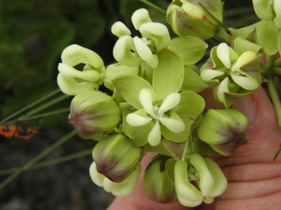 Asclepias connivens