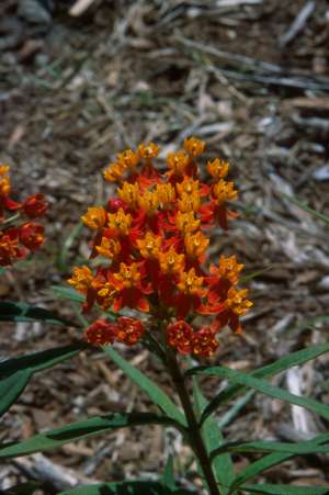 Asclepias curassavica