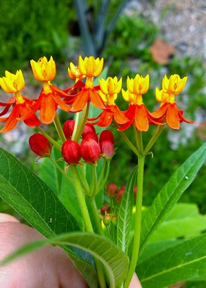 Asclepias curassavica