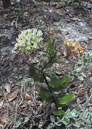 Asclepias curtissii