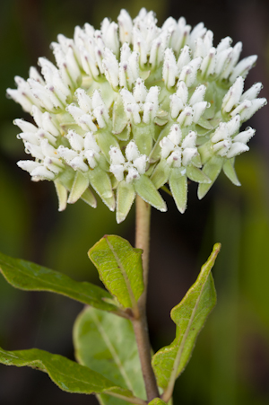 Asclepias curtissii