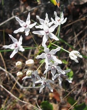 Asclepias feayi