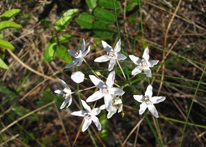 Asclepias feayi