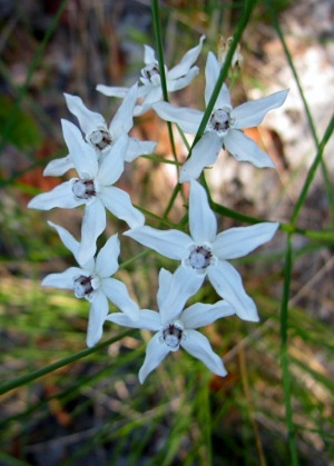 Asclepias feayi