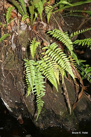 Asplenium erosum