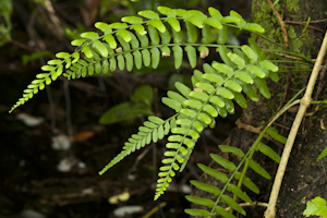 Asplenium erosum