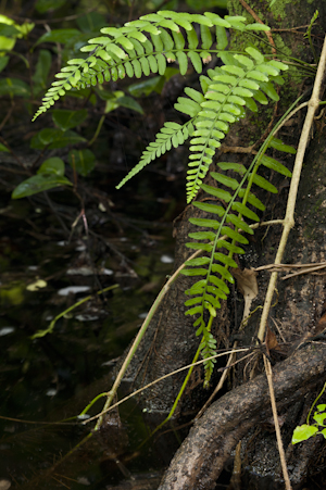 Asplenium erosum