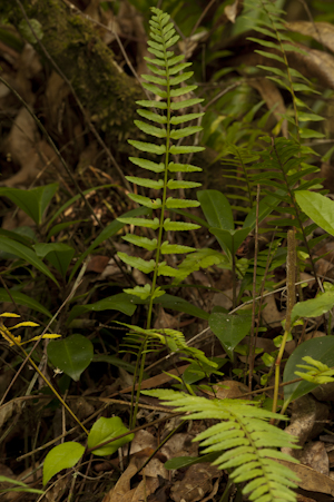 Asplenium erosum