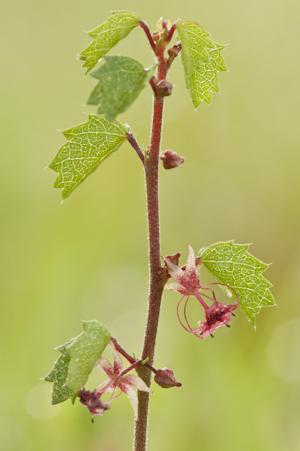 Ayenia euphrasiifolia