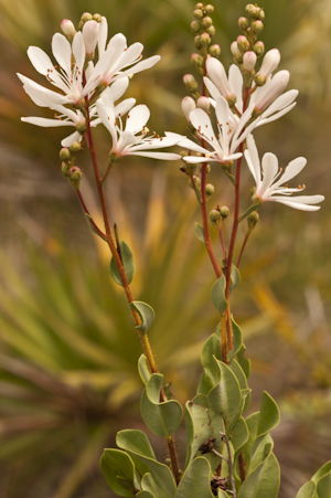 Bejaria racemosa