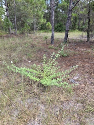 Borreria diacrodonta