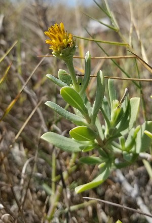 Borrichia x cubana