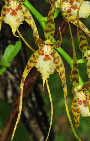 Brassia caudata