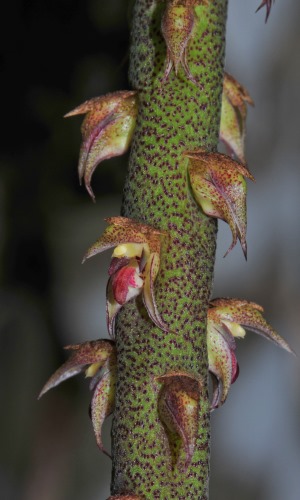 Bulbophyllum pachyrachis