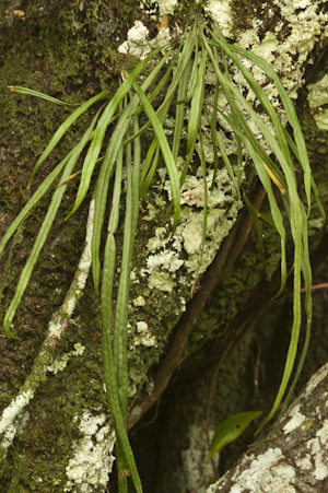 Campyloneurum angustifolium