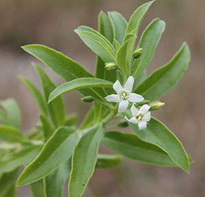 Capraria biflora