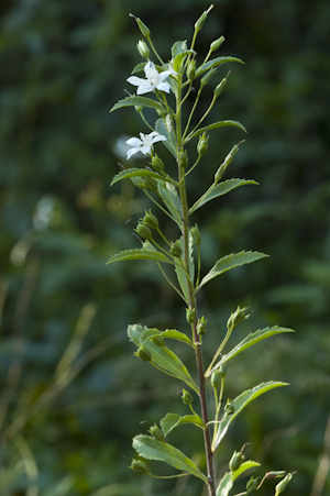 Capraria biflora