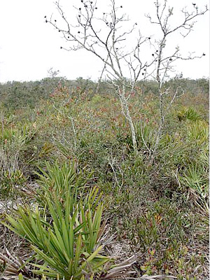 Carya floridana