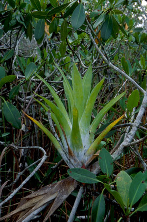 Catopsis berteroniana