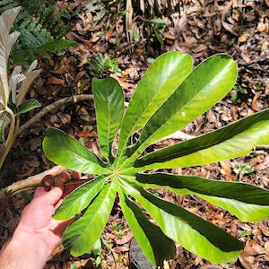 Cecropia pachystachya