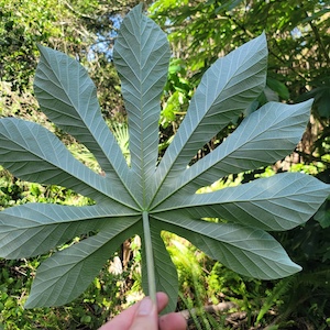 Cecropia pachystachya