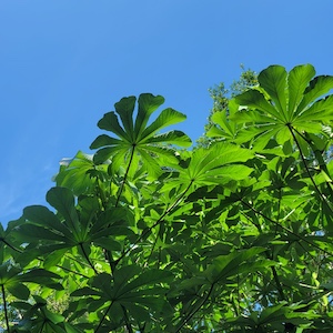 Cecropia pachystachya