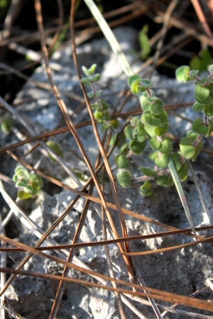 Euphorbia deltoidea