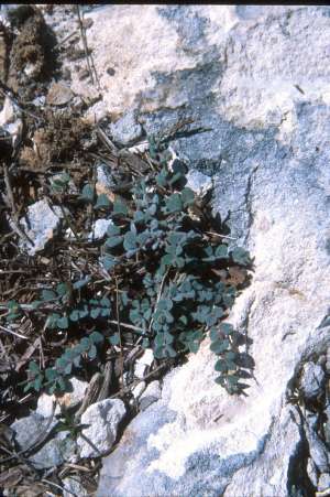 Euphorbia deltoidea