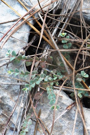 Euphorbia deltoidea