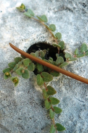 Euphorbia deltoidea