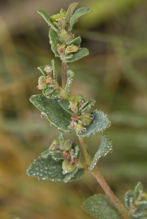 Euphorbia garberi