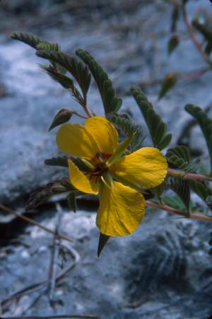 Chamaecrista lineata